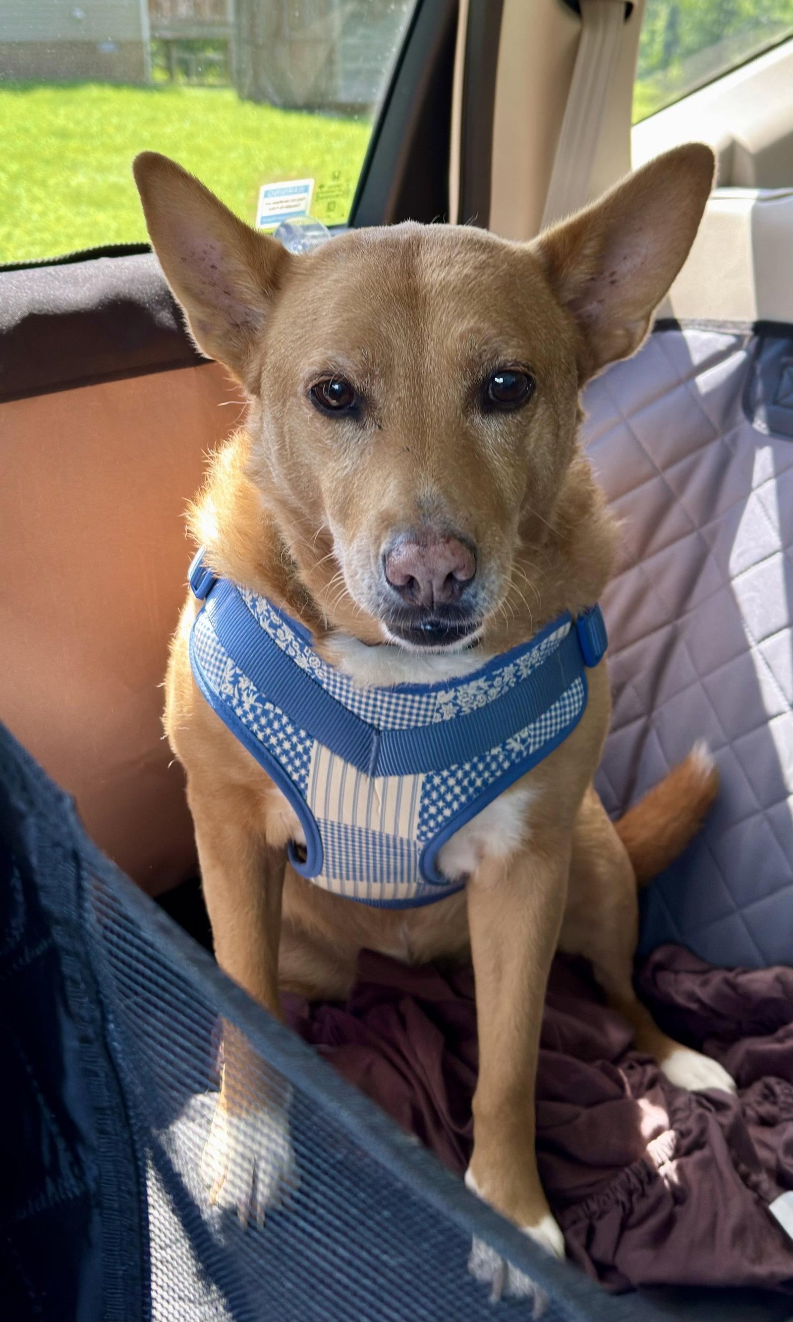 Enlarge Lola  (ae), a Adoptable mixed breed in White Bluff, TN image 2/3
