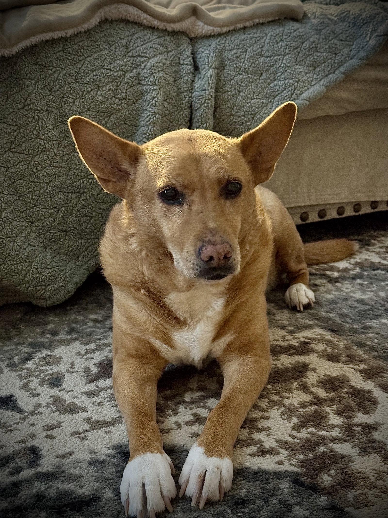 Enlarge Lola  (ae), a Adoptable mixed breed in White Bluff, TN image 2/3