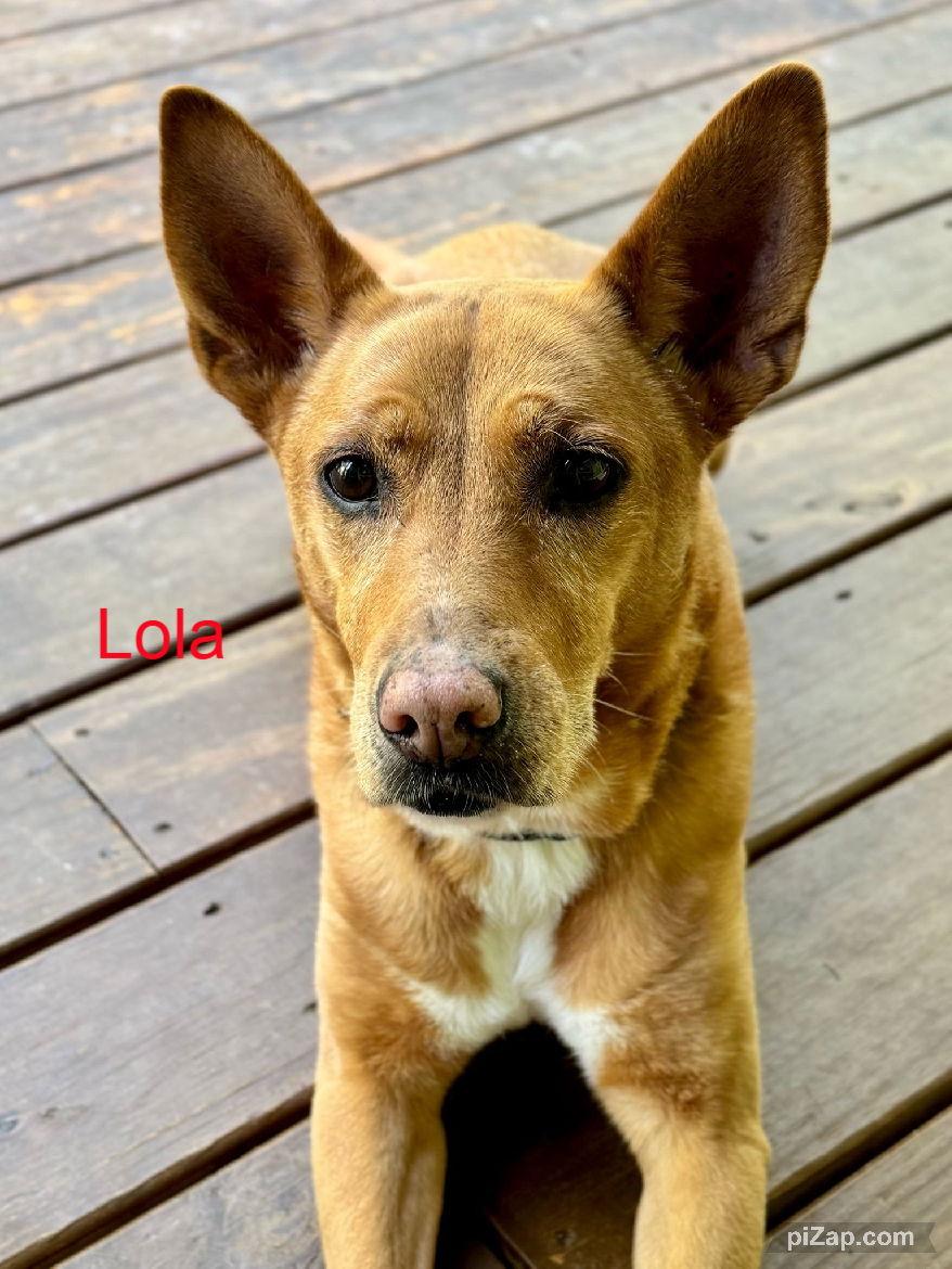 Enlarge Lola  (ae), a Adoptable mixed breed in White Bluff, TN image 3/3