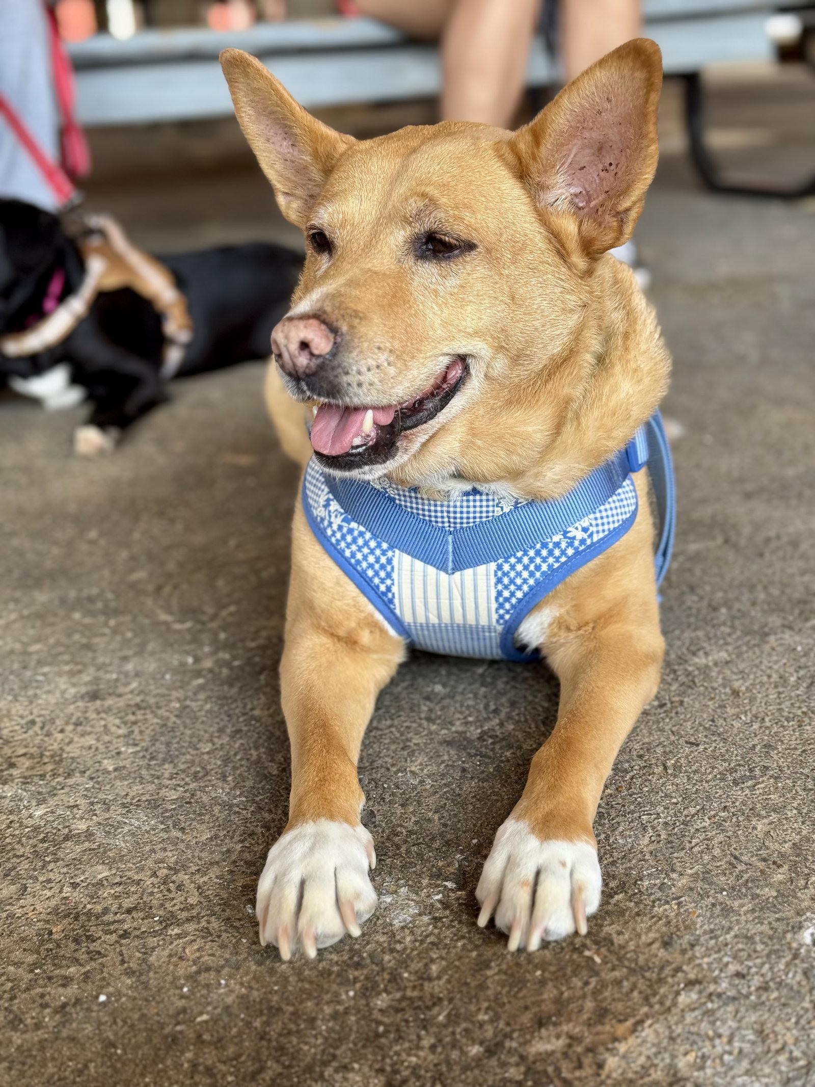Enlarge Lola  (ae), a Adoptable mixed breed in White Bluff, TN image 2/3