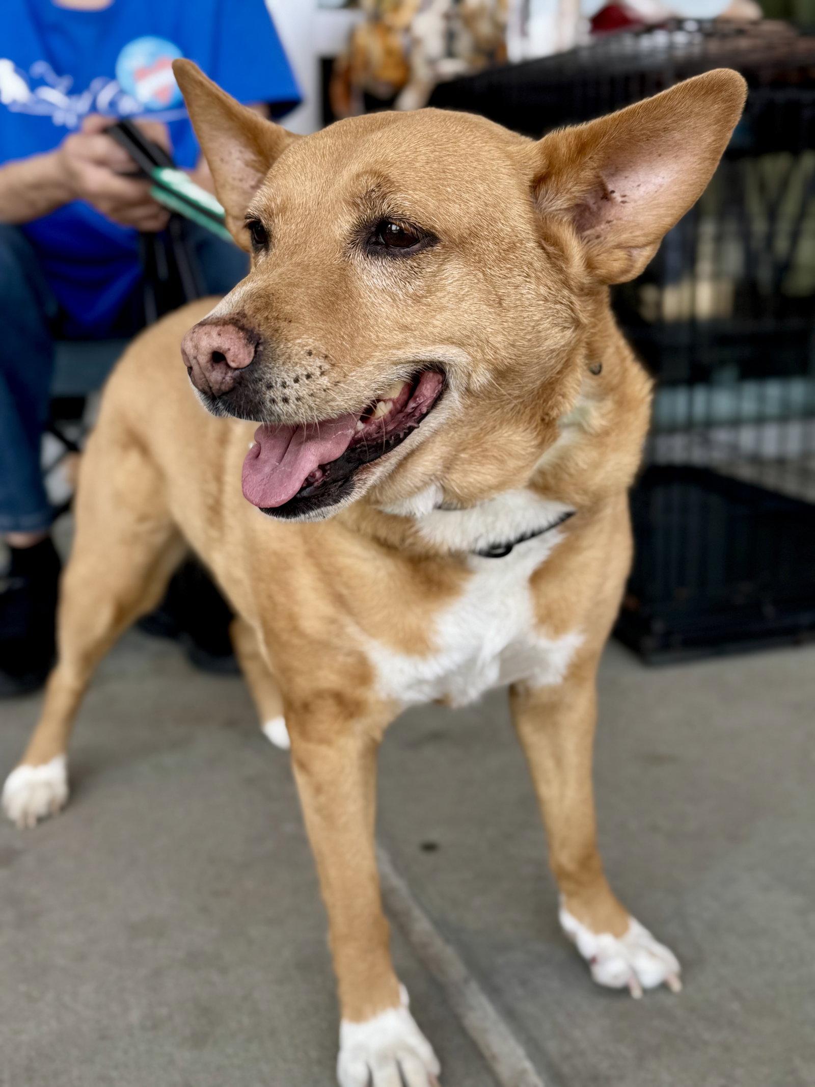 Enlarge Lola  (ae), a Adoptable mixed breed in White Bluff, TN image 3/3