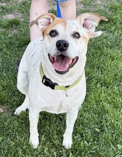 Enlarge Norman, a Adoptable mixed breed in Bowling Green, KY image 2/2