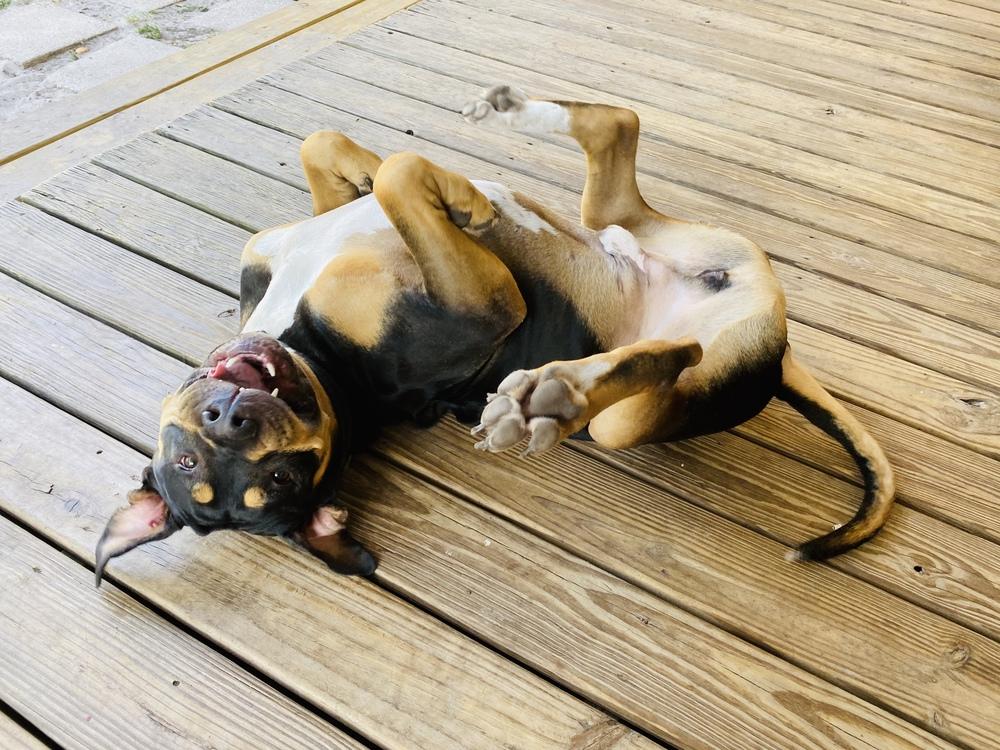 Enlarge Buddy, a Adoptable mixed breed in Orlando, FL image 1/6