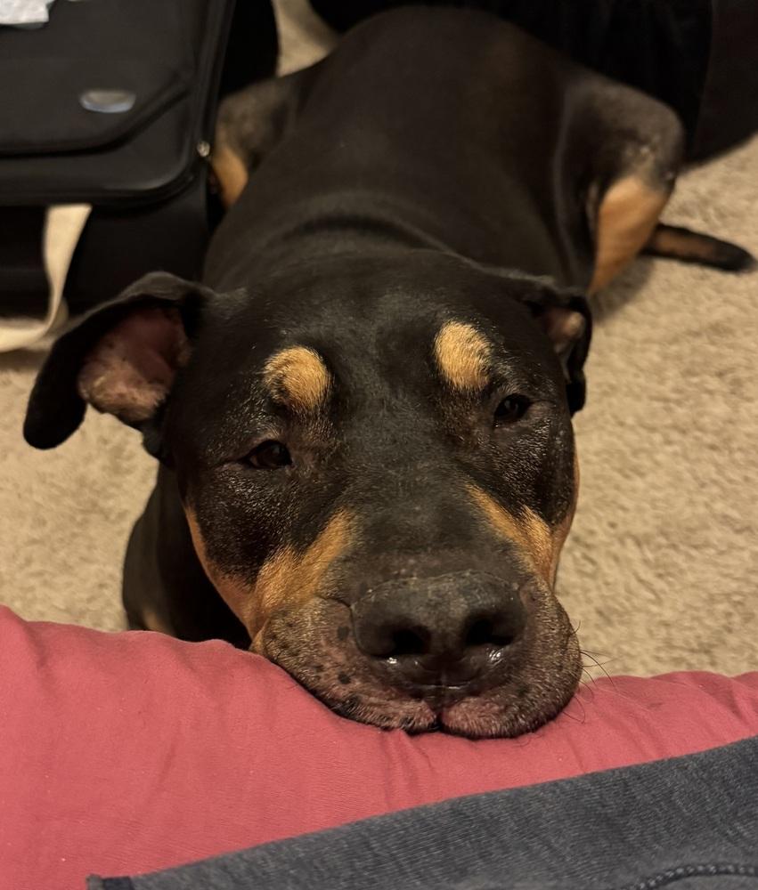 Enlarge Buddy, a Adoptable mixed breed in Orlando, FL image 2/6