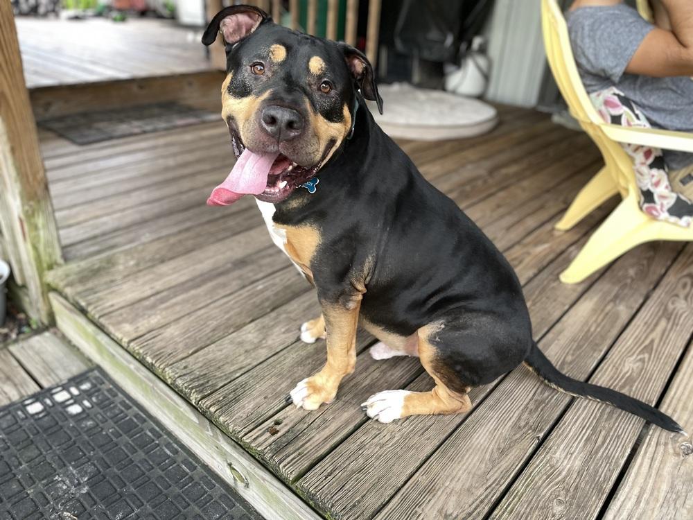 Enlarge Buddy, a Adoptable mixed breed in Orlando, FL image 3/6