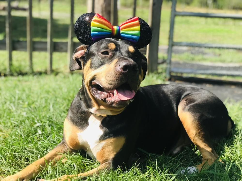 Enlarge Buddy, a Adoptable mixed breed in Orlando, FL image 4/6