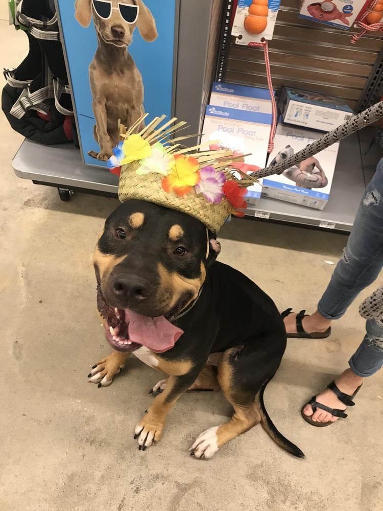 Enlarge Buddy, a Adoptable mixed breed in Orlando, FL image 5/6