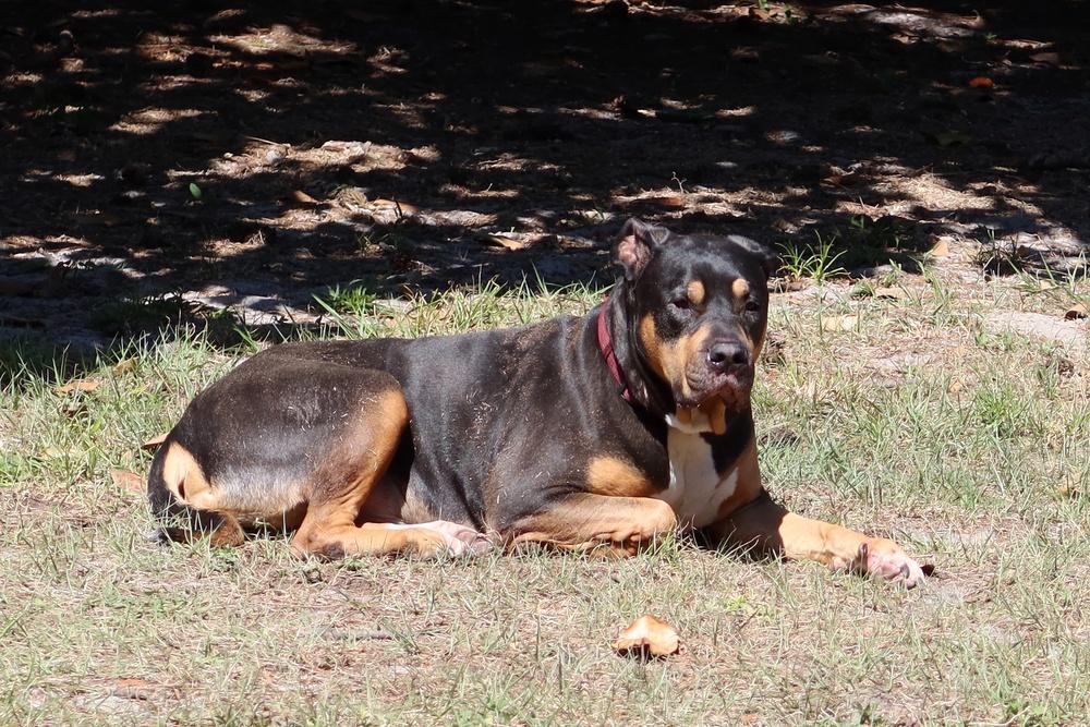 Enlarge Buddy, a Adoptable mixed breed in Orlando, FL image 6/6