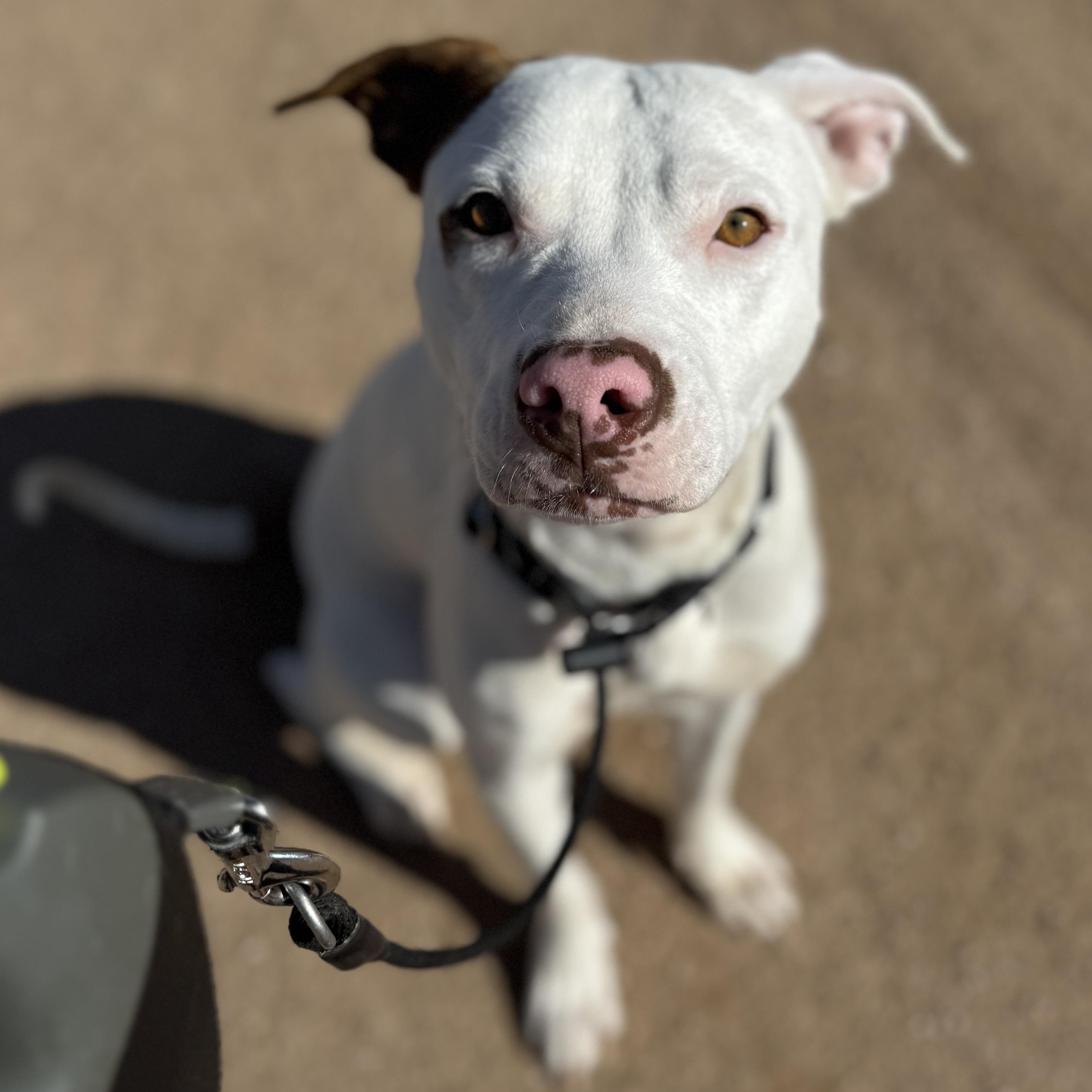Enlarge Tucker, a ADOPTABLE mixed breed in Goodyear, AZ image 3/6