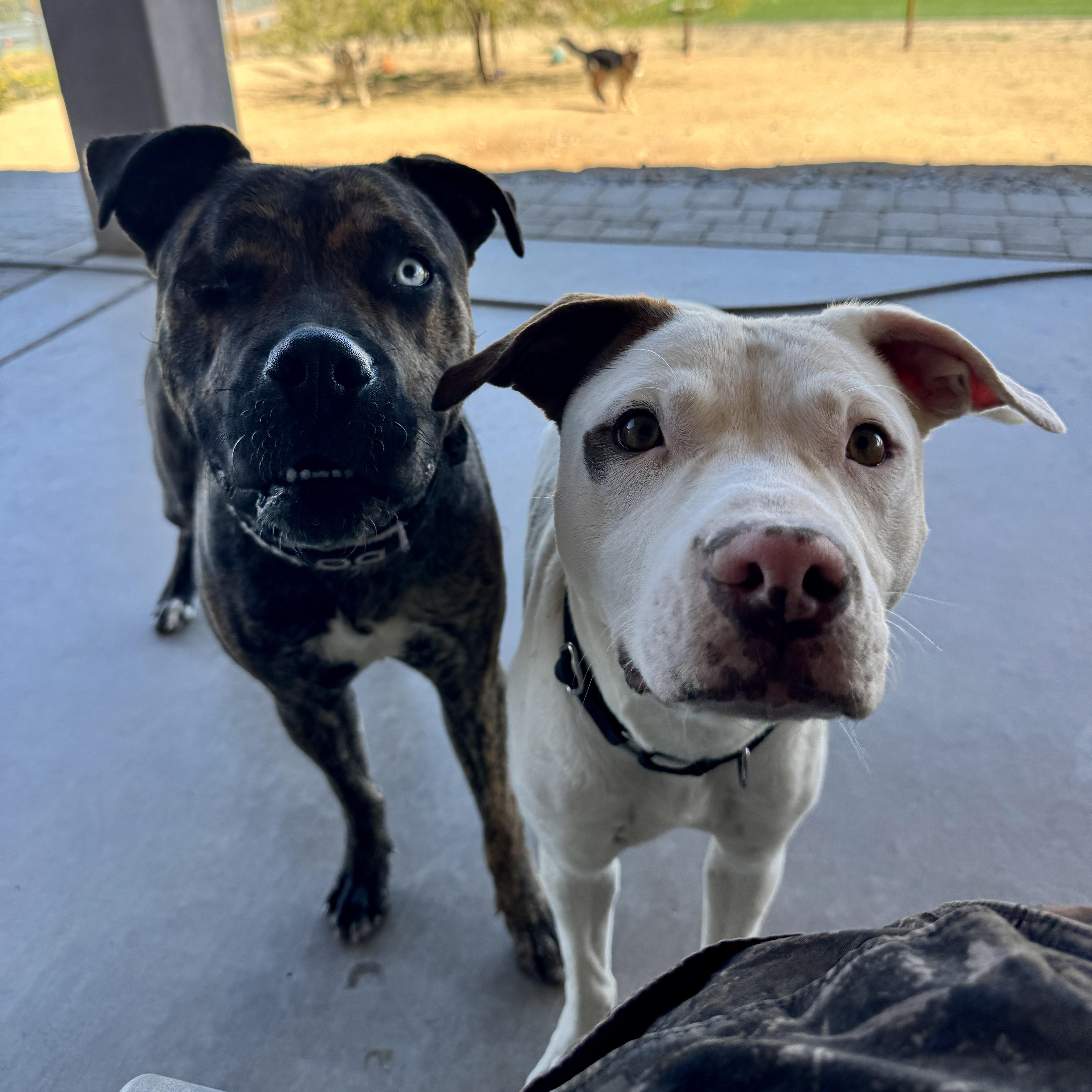 Enlarge Tucker, a ADOPTABLE mixed breed in Goodyear, AZ image 6/6