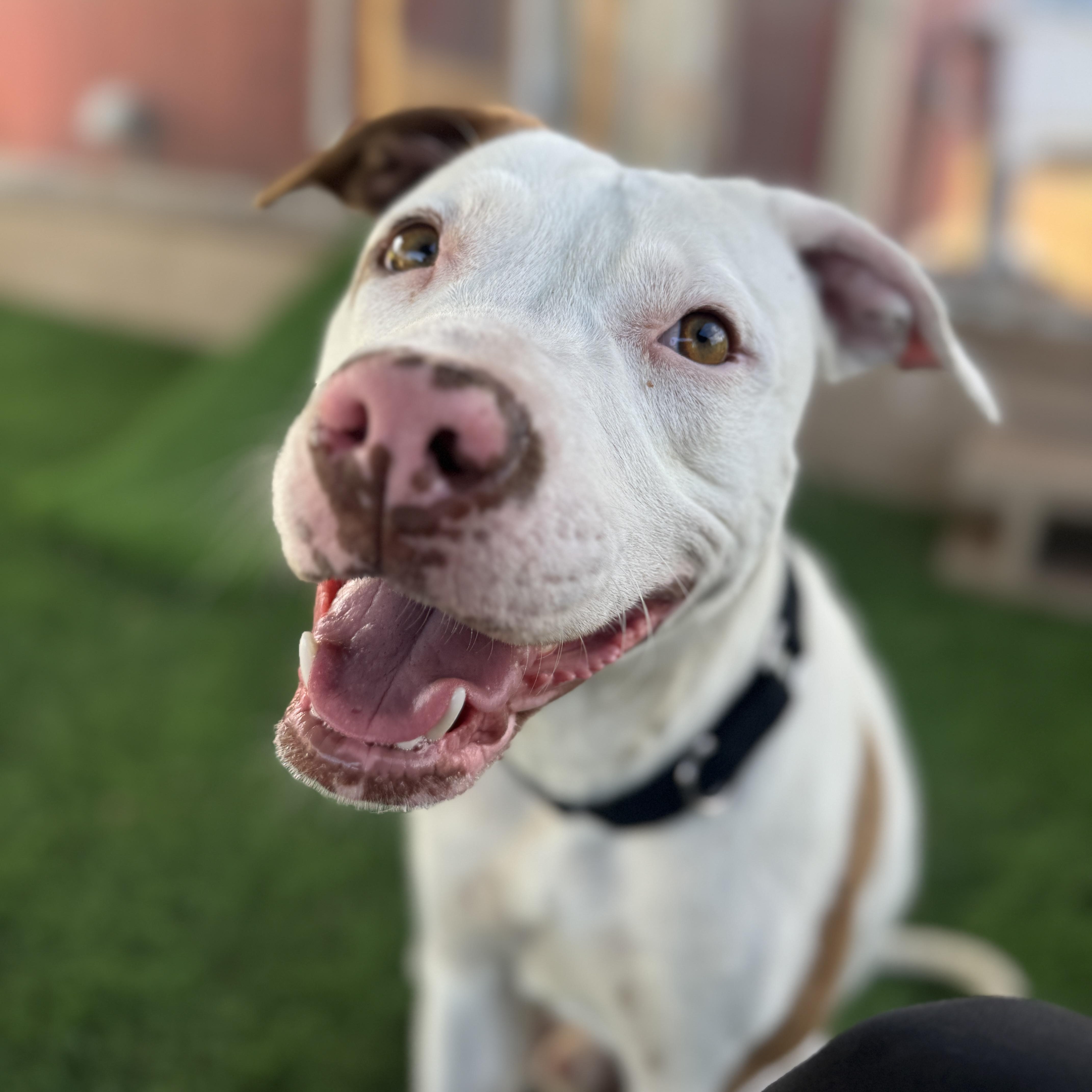 Enlarge Tucker, a ADOPTABLE mixed breed in Goodyear, AZ image 2/6