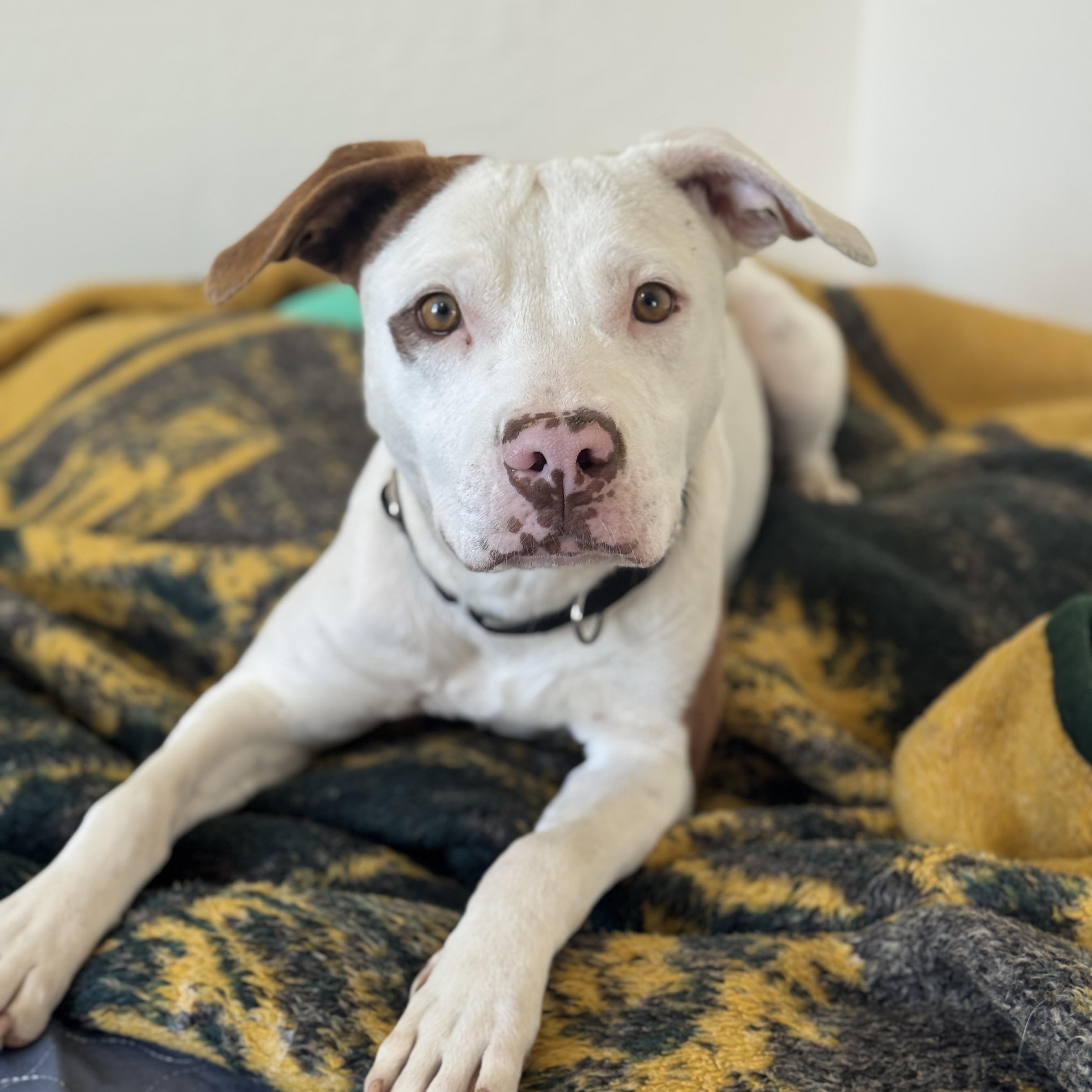 Enlarge Tucker, a ADOPTABLE mixed breed in Goodyear, AZ image 1/6