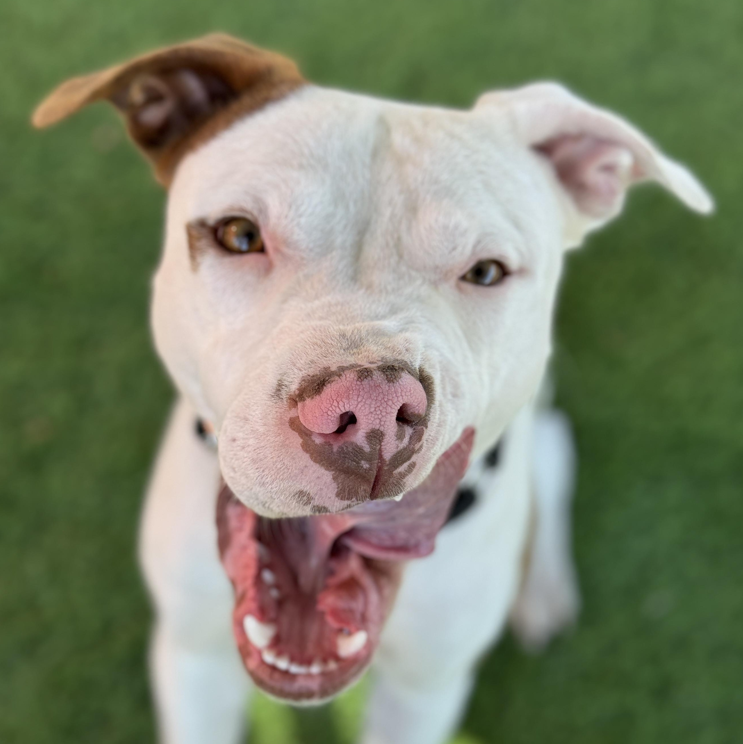 Enlarge Tucker, a ADOPTABLE mixed breed in Goodyear, AZ image 4/6