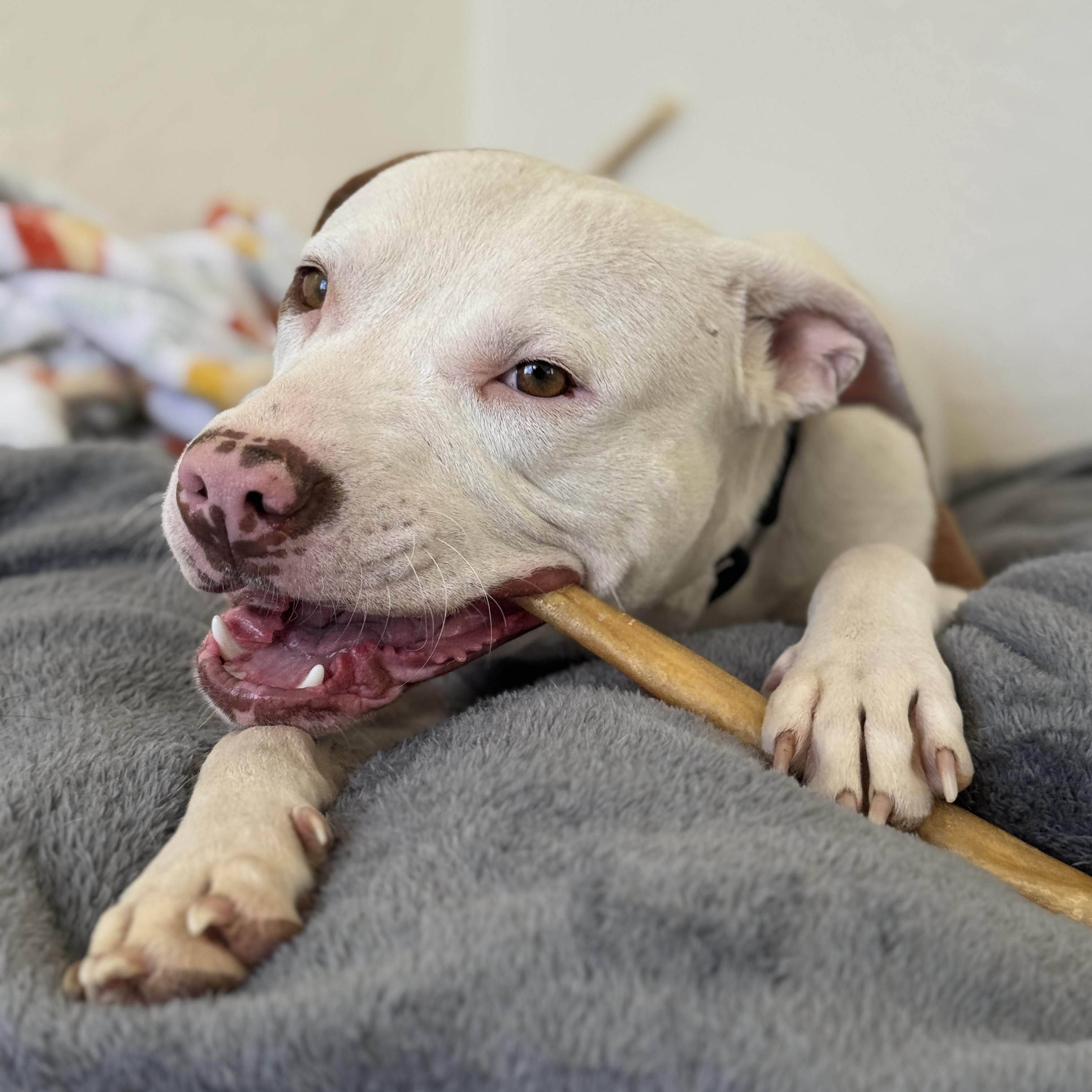 Enlarge Tucker, a ADOPTABLE mixed breed in Goodyear, AZ image 5/6