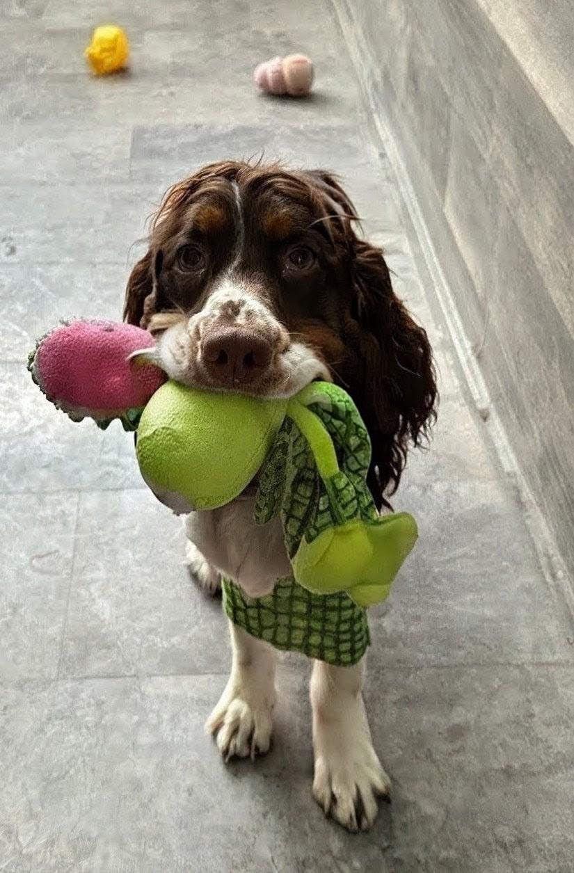 Enlarge HUNTER, a Adoptable English Springer Spaniel in Rochester, NY image 5/6