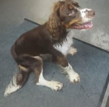 Enlarge HUNTER, a Adoptable English Springer Spaniel in Rochester, NY image 4/6