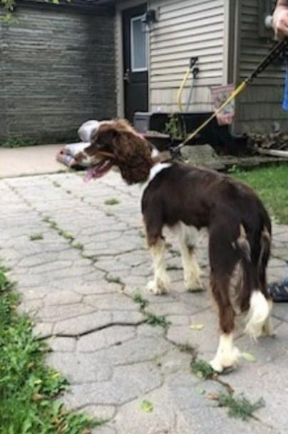 Enlarge HUNTER, a Adoptable English Springer Spaniel in Rochester, NY image 6/6