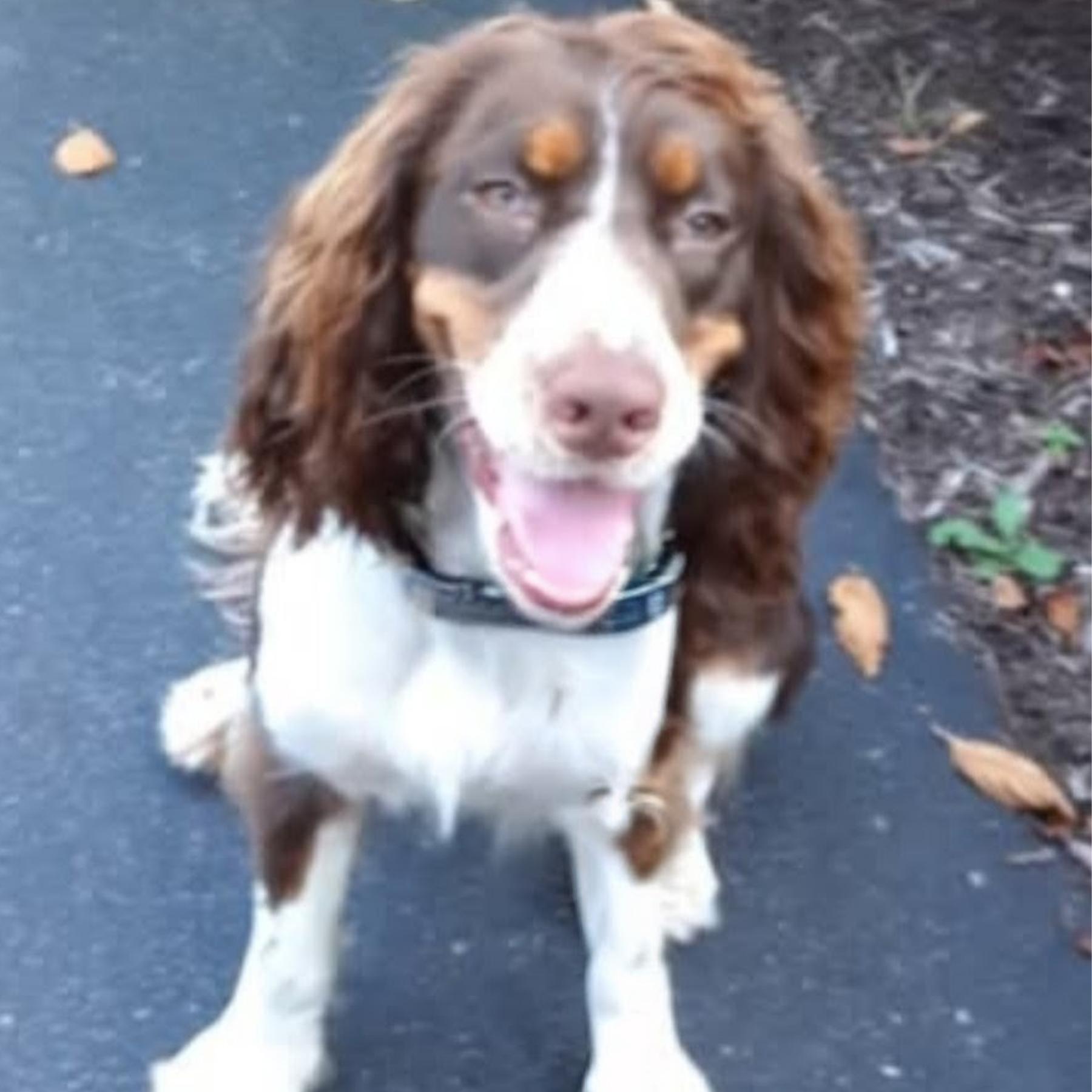 HUNTER, Adoptable, Adult Male English Springer Spaniel.