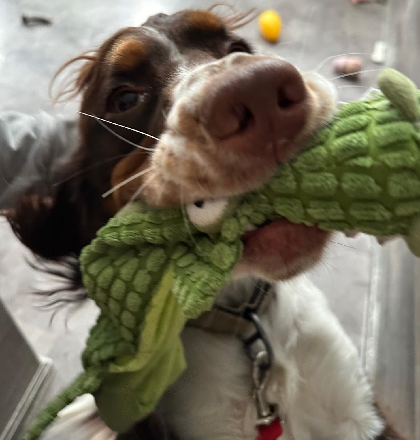 Enlarge HUNTER, a Adoptable English Springer Spaniel in Rochester, NY image 3/6