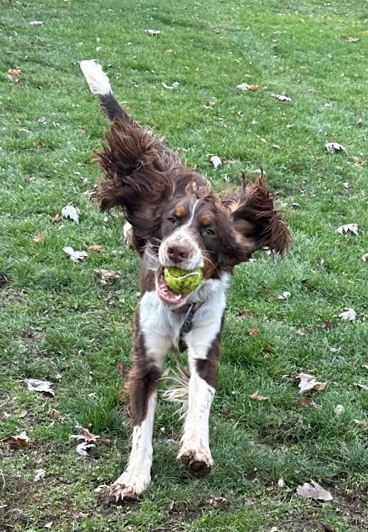 Enlarge HUNTER, a Adoptable English Springer Spaniel in Rochester, NY image 2/6