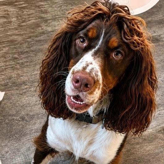 HUNTER, Adoptable, Adult Male English Springer Spaniel.