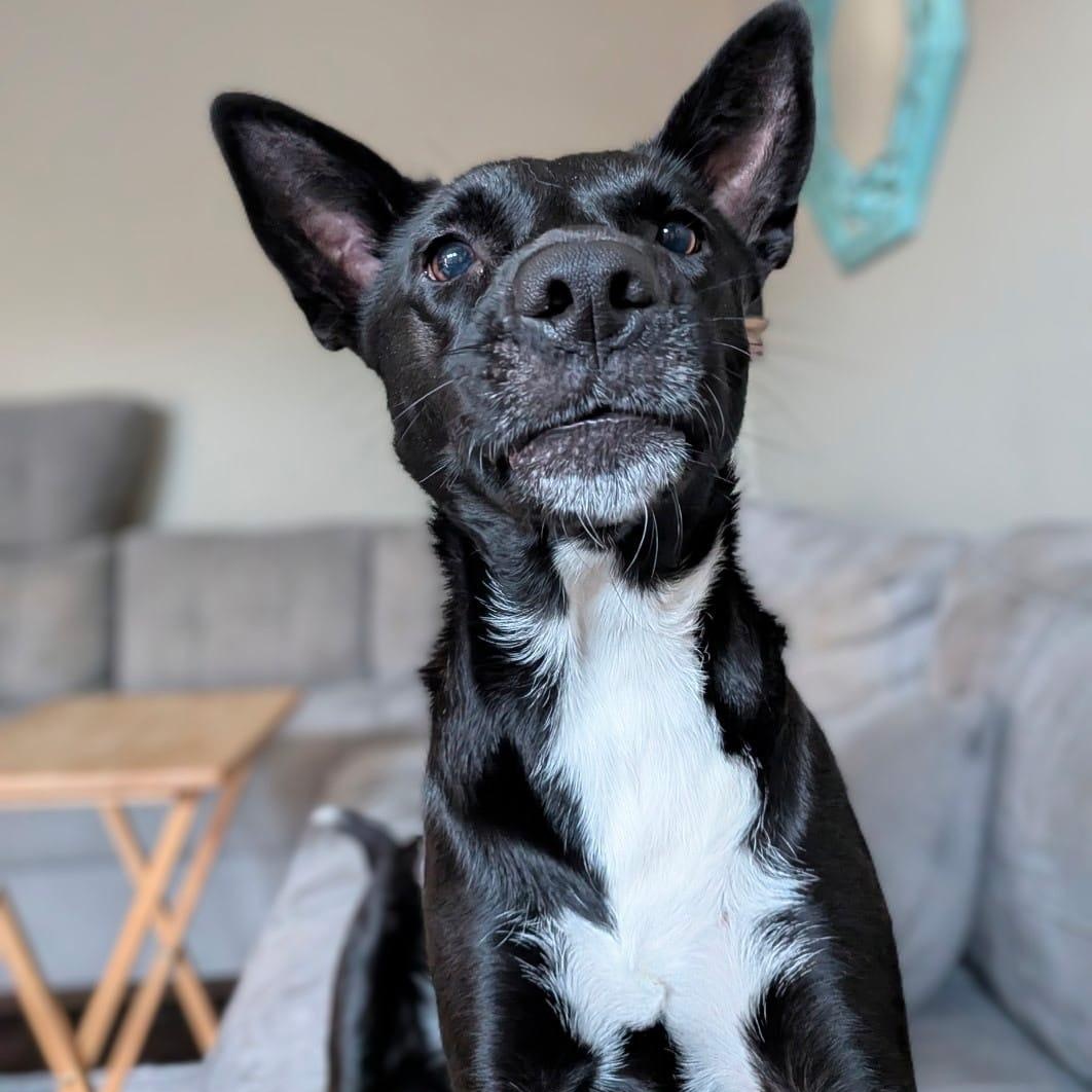 Mochi, a ADOPTABLE mixed breed in Houston, TX image 4/4