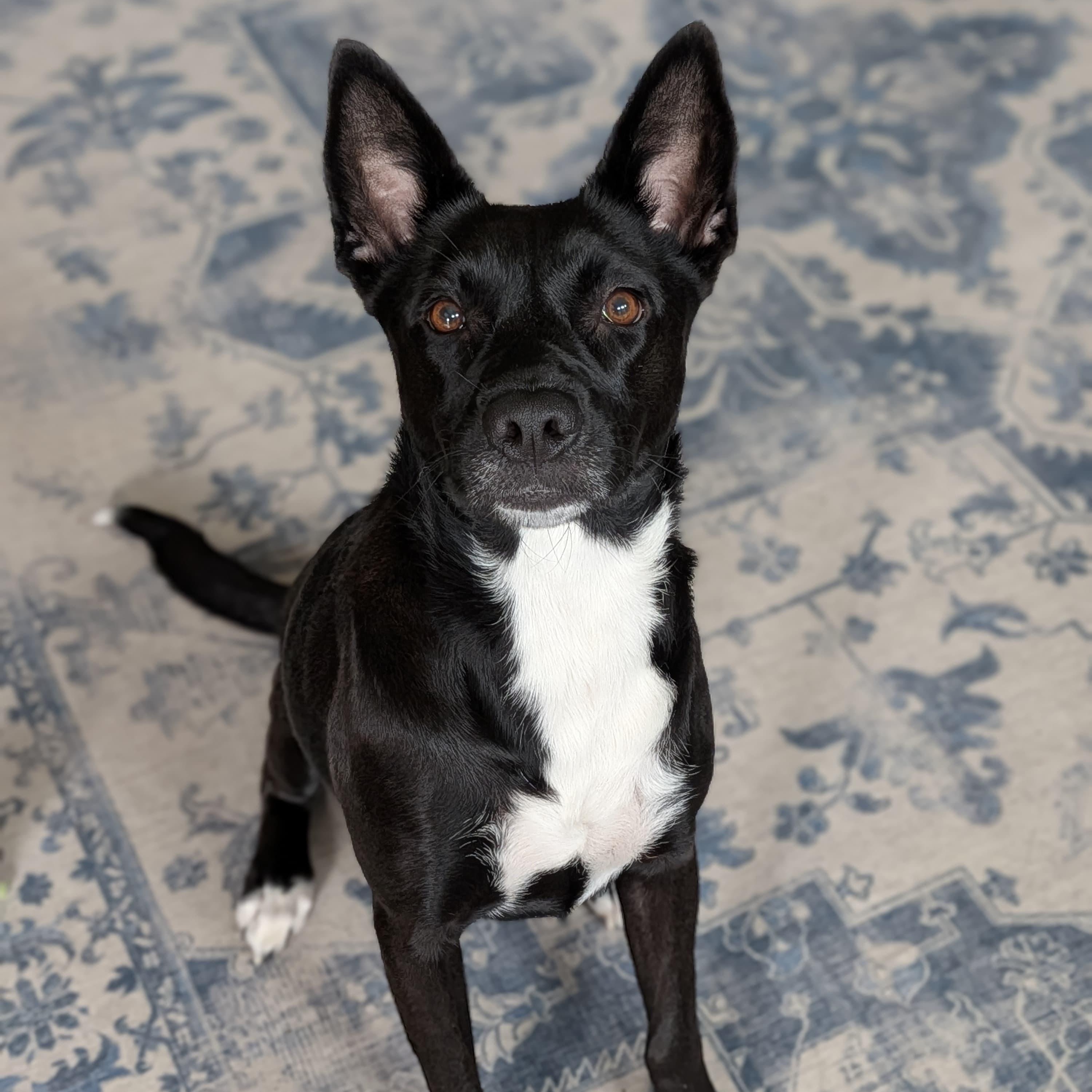 Mochi, ADOPTABLE, Young Female Australian Kelpie.