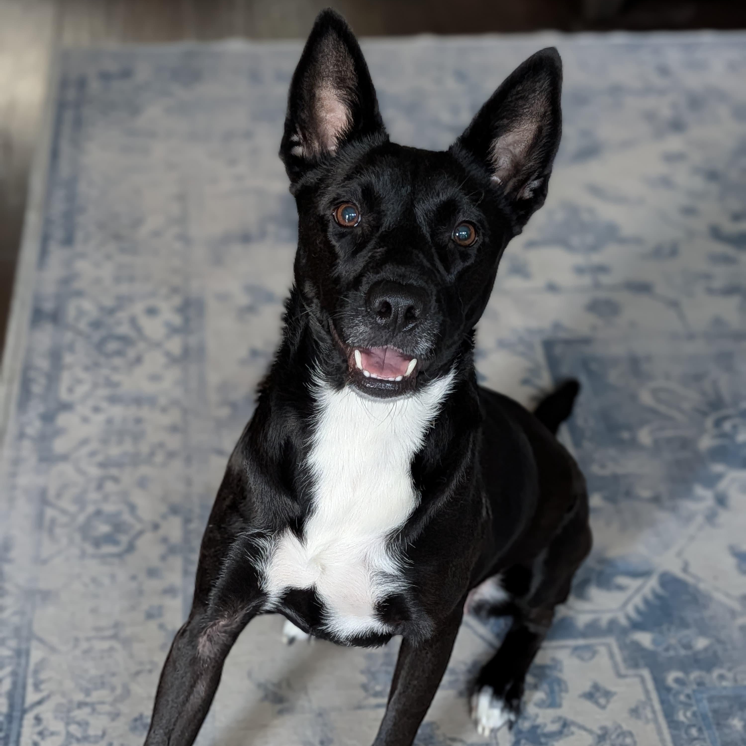 Mochi, a ADOPTABLE mixed breed in Houston, TX image 3/4