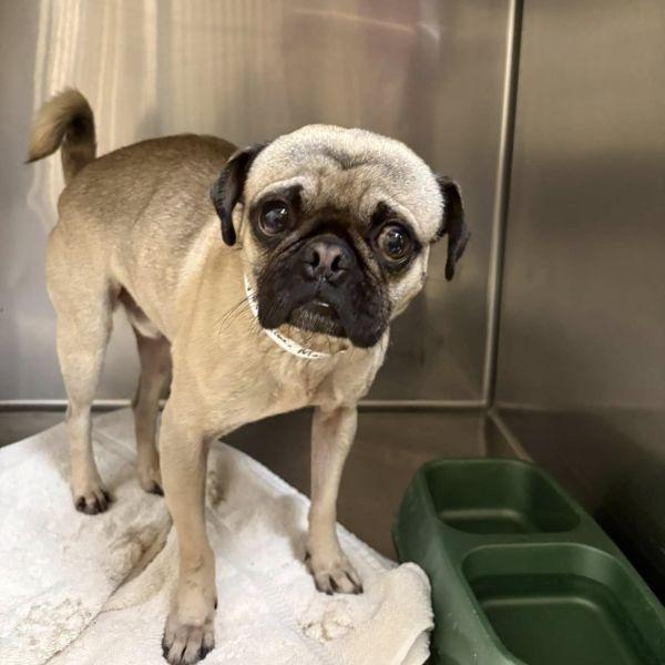 Enlarge Marino, a Adoptable Pug in Alvin, TX image 1/1