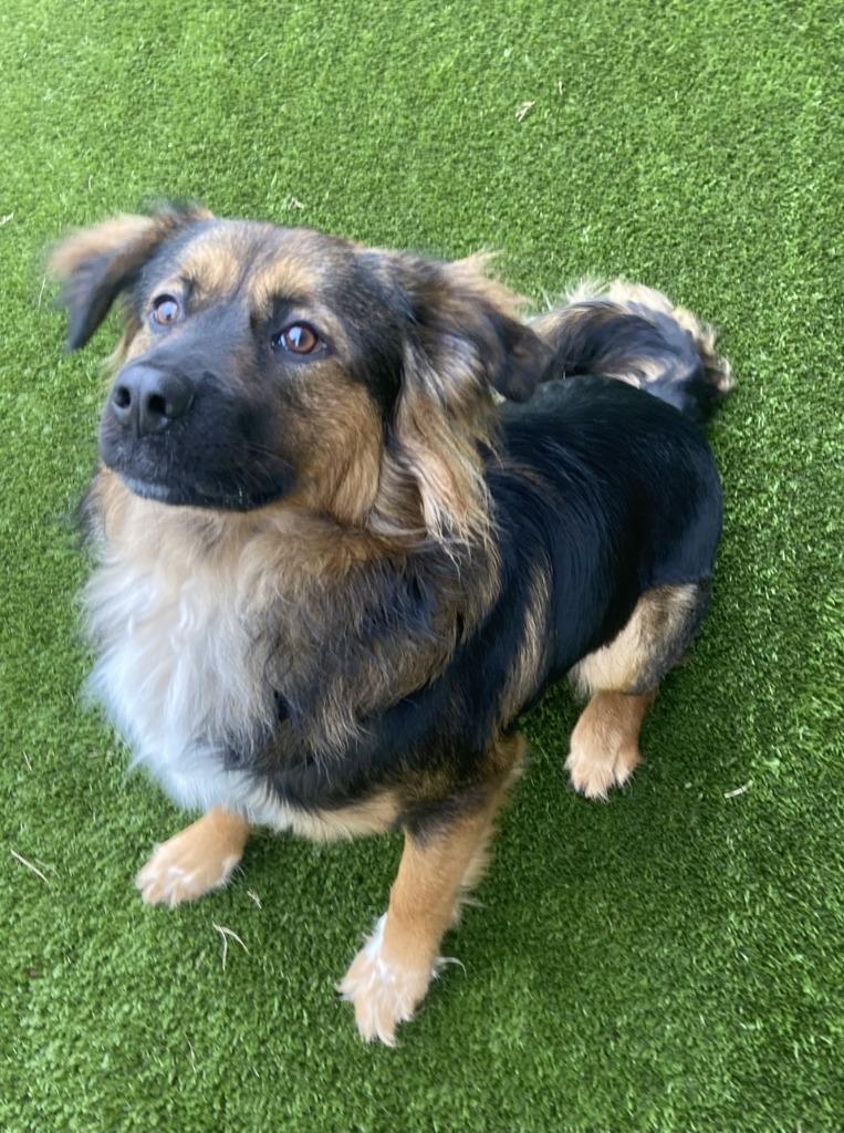 Enlarge Chewbacca, a Adoptable mixed breed in Winnsboro, TX image 1/1