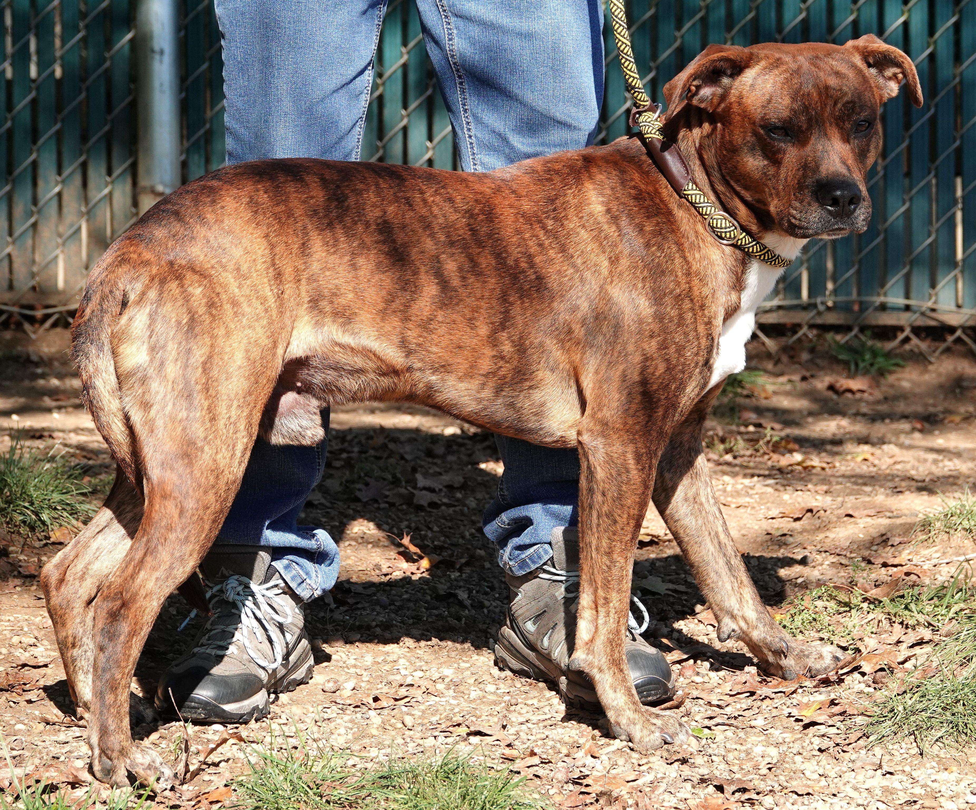 Enlarge Wilson - UPDATED INFO, a Adoptable mixed breed in Millfield, OH image 2/3