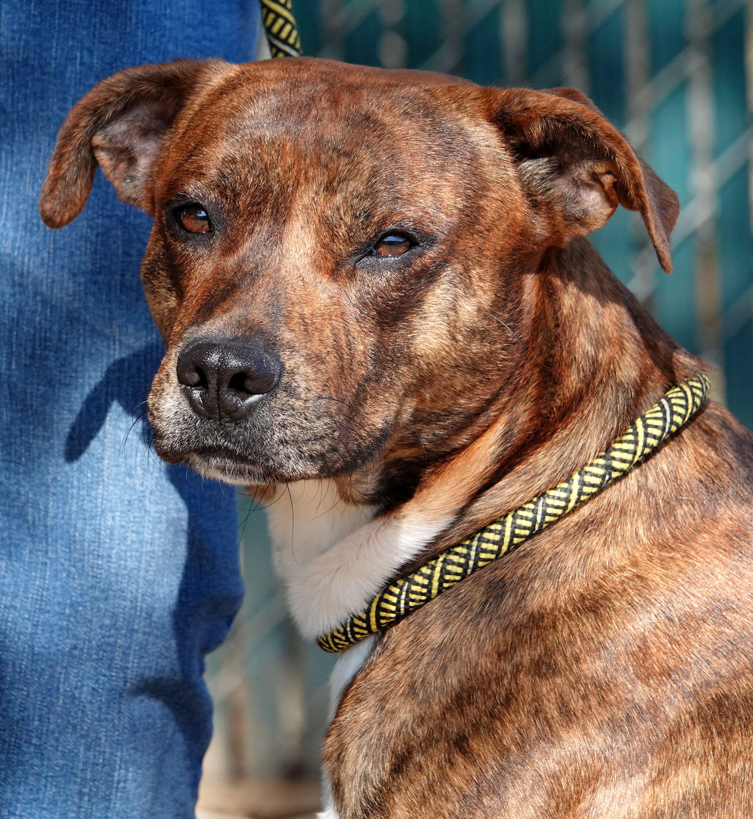 Enlarge Wilson - UPDATED INFO, a Adoptable mixed breed in Millfield, OH image 1/3