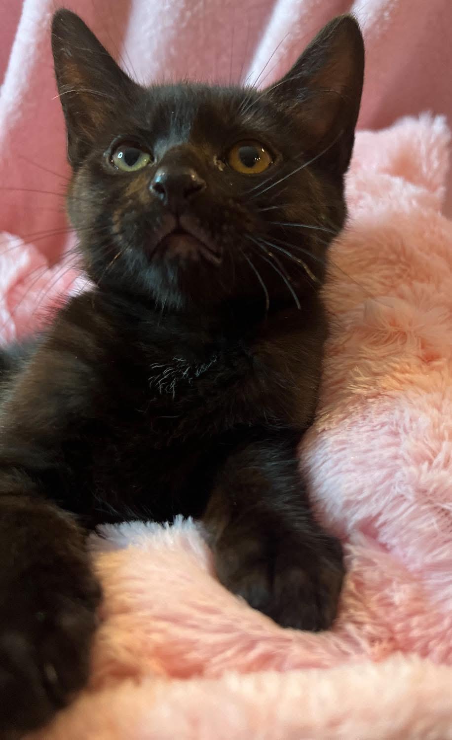 Enlarge Fluffy, & Leo ( Bonded Pair), a Adopted Domestic Short Hair in Staten Island, NY image 1/6