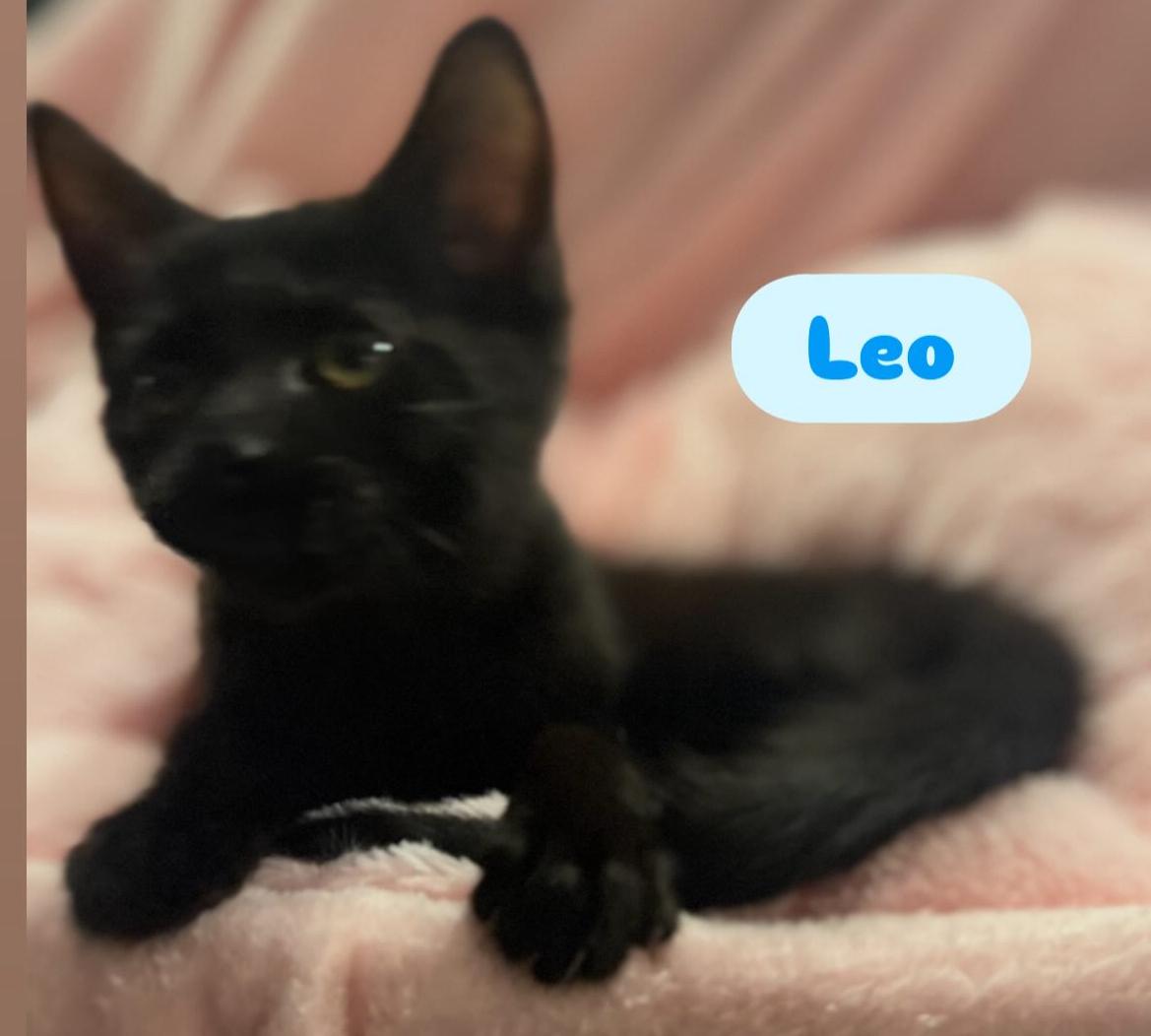 Fluffy, & Leo ( Bonded Pair)