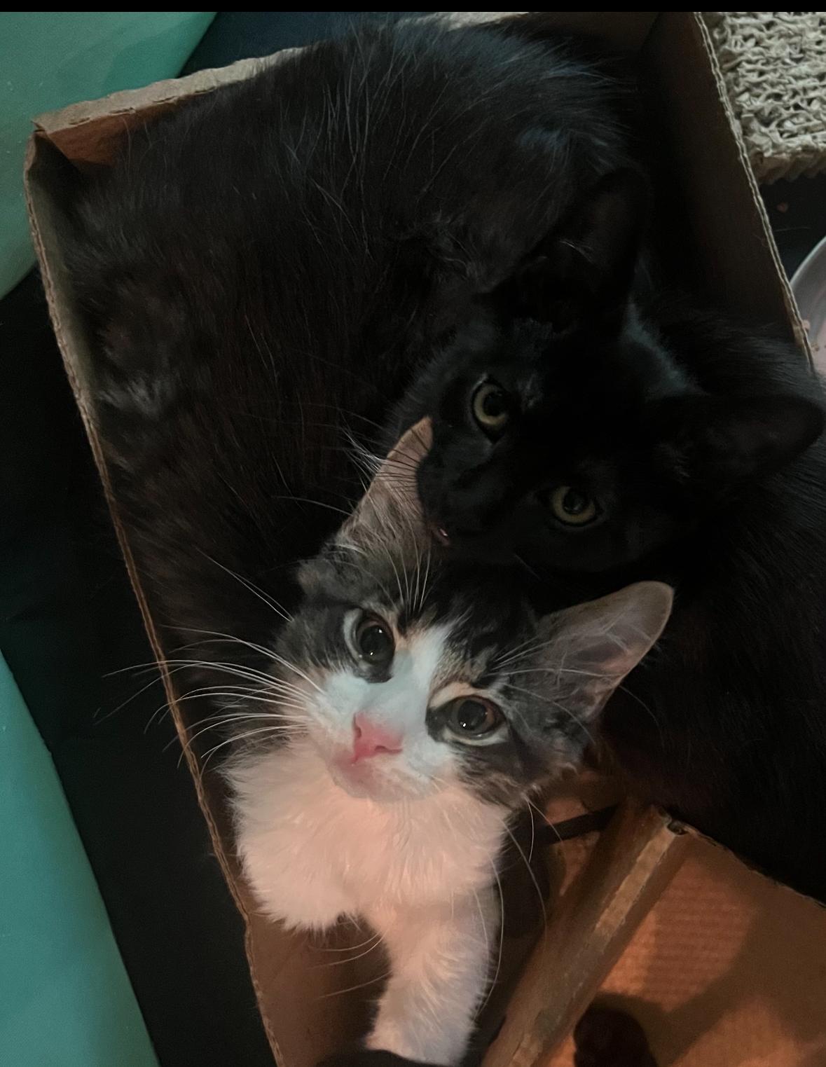 Enlarge Fluffy, & Leo ( Bonded Pair), a Adopted Domestic Short Hair in Staten Island, NY image 3/6