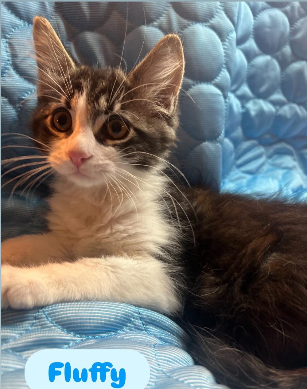 Enlarge Fluffy, & Leo ( Bonded Pair), a Adopted Domestic Short Hair in Staten Island, NY image 2/6