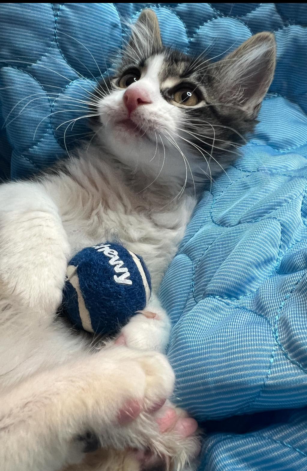 Enlarge Fluffy, & Leo ( Bonded Pair), a Adopted Domestic Short Hair in Staten Island, NY image 6/6