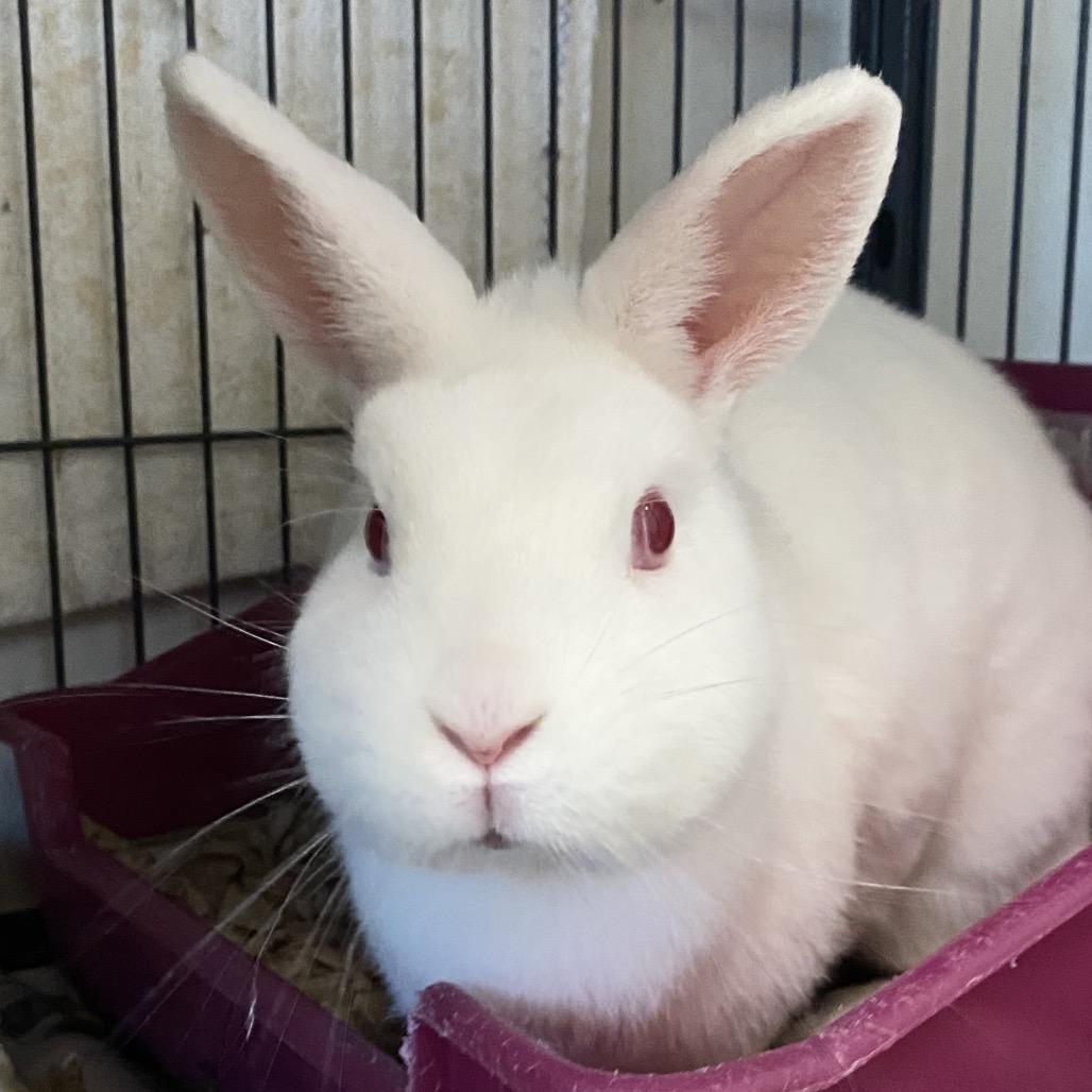 Enlarge French Fry, a Adoptable American in Thomaston, ME image 1/1