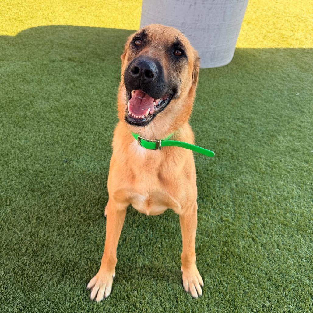 Echo, Adoptable, Adult Male German Shepherd Dog.