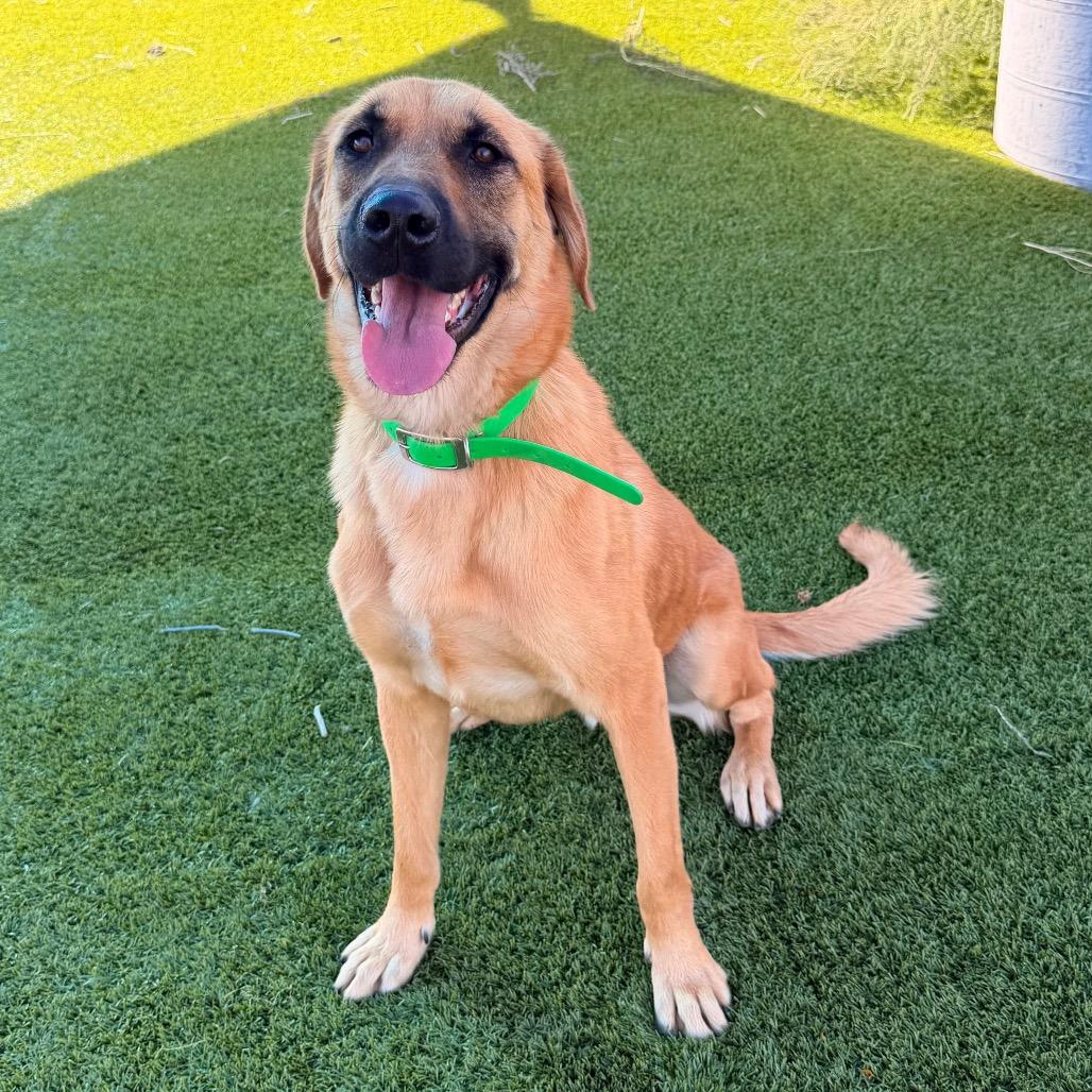 Enlarge Echo, a Adoptable German Shepherd Dog in Idaho Falls, ID image 2/6