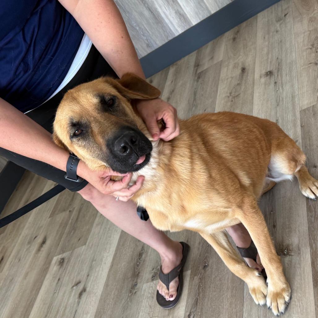 Enlarge Echo, a Adoptable German Shepherd Dog in Idaho Falls, ID image 3/6