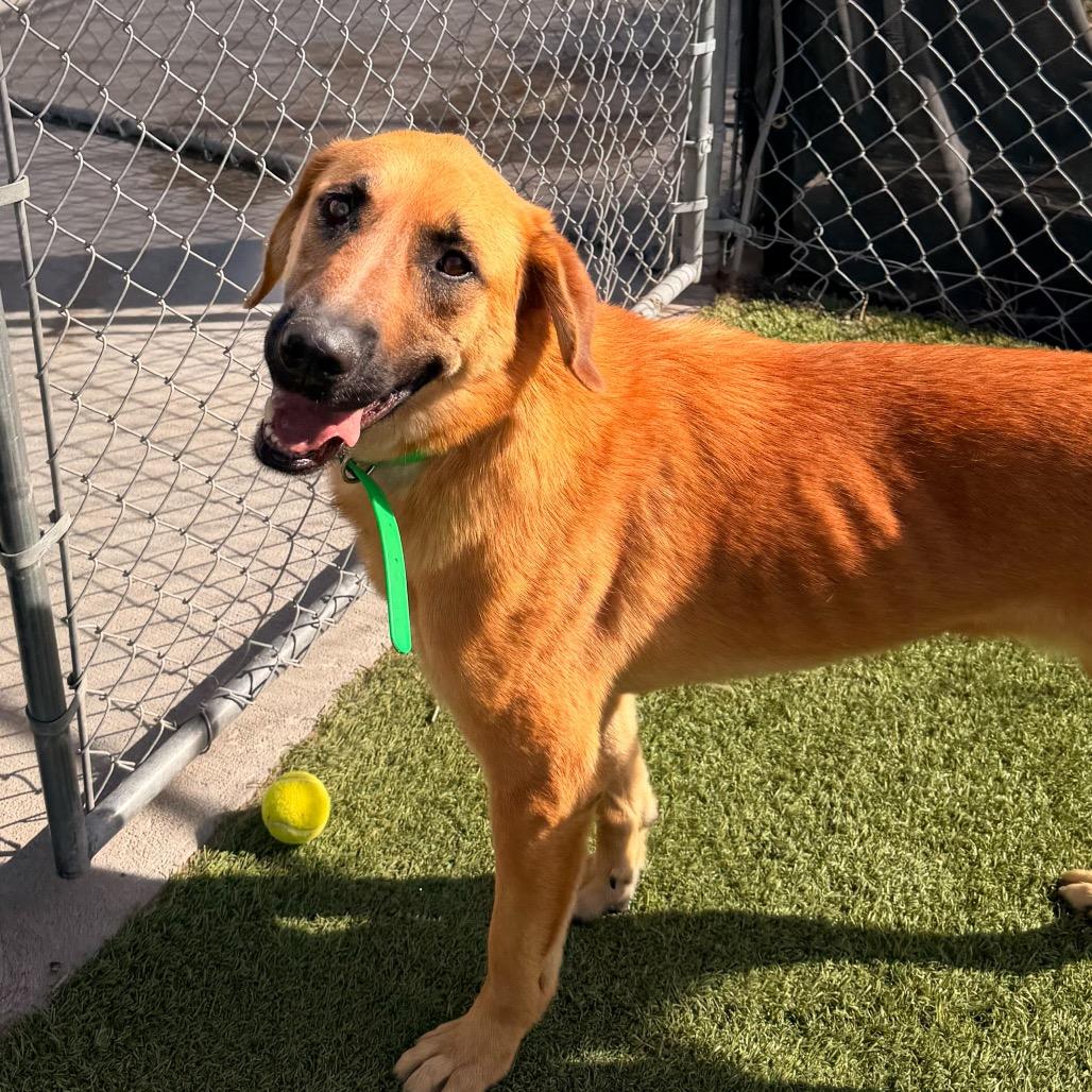 Enlarge Echo, a Adoptable German Shepherd Dog in Idaho Falls, ID image 4/6