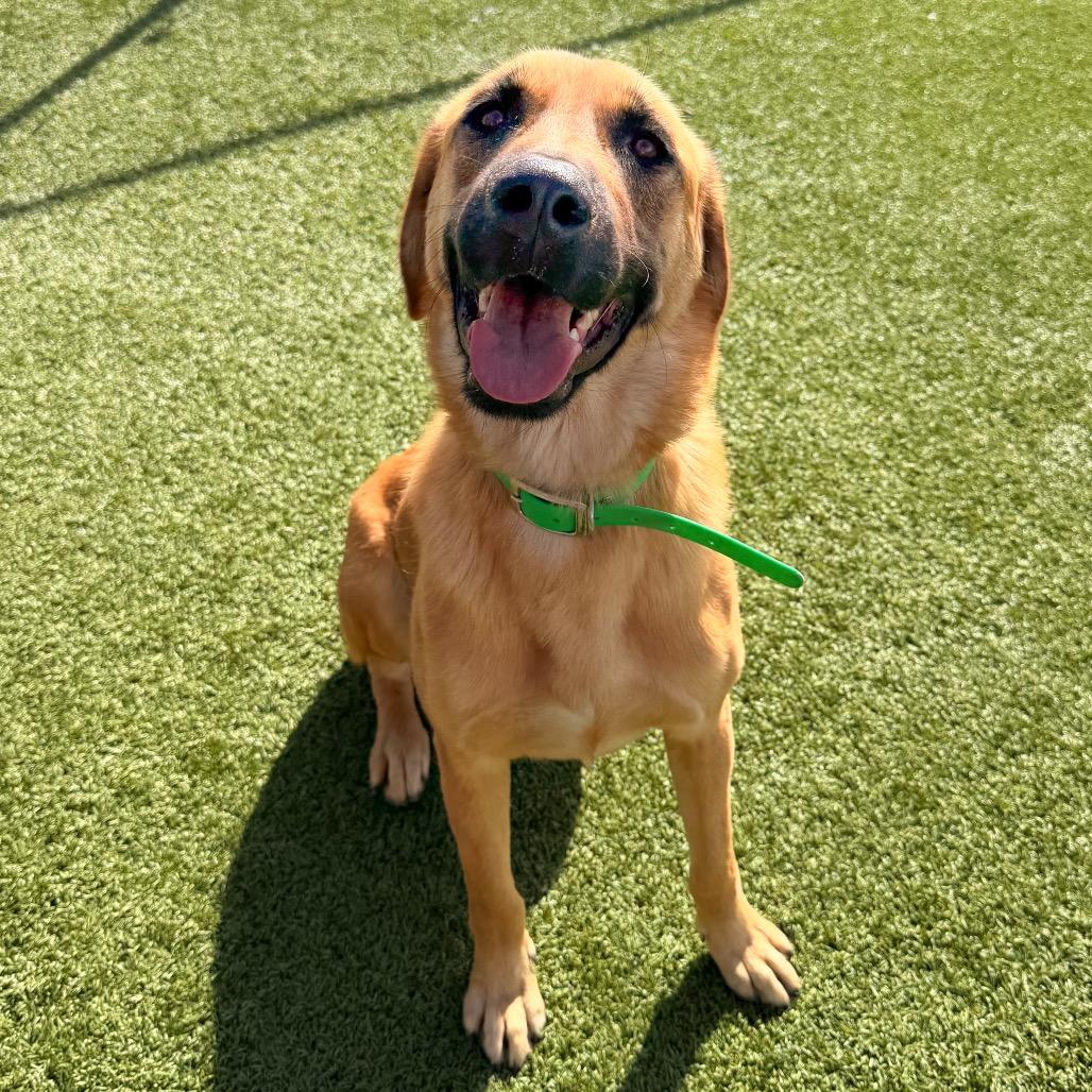 Enlarge Echo, a Adoptable German Shepherd Dog in Idaho Falls, ID image 5/6