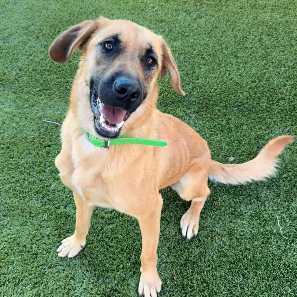 Enlarge Echo, a Adoptable German Shepherd Dog in Idaho Falls, ID image 6/6