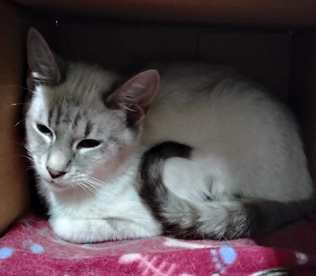 Enlarge BELLAMY, a Adopted mixed breed in Battle Creek, MI image 1/1