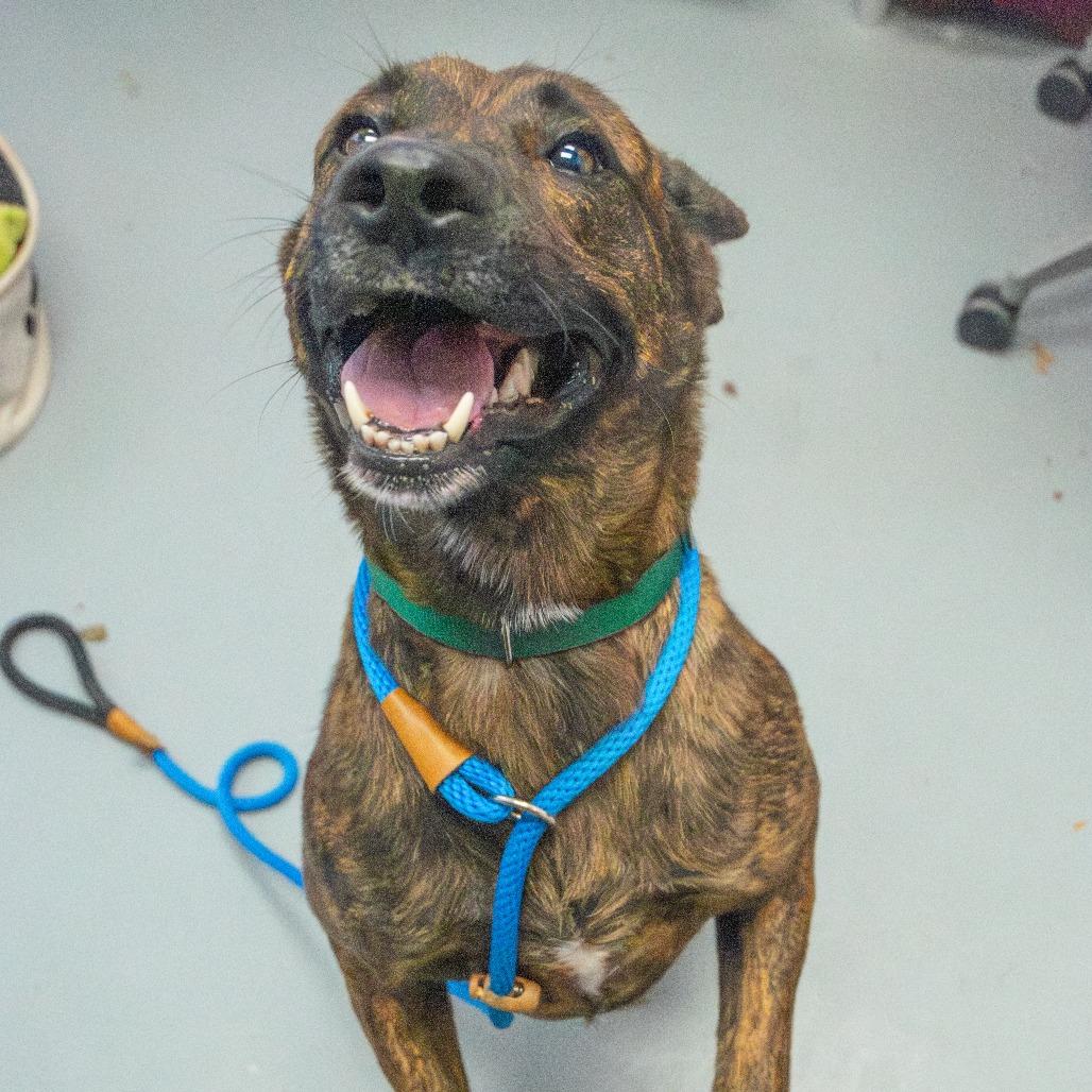 Nash, Adoptable, Adult Male Mixed Breed.