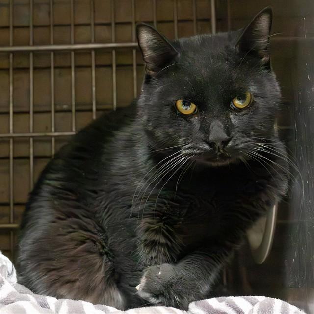 Enlarge VAN, a Adoptable Domestic Short Hair in Baldwin Park, CA image 1/1