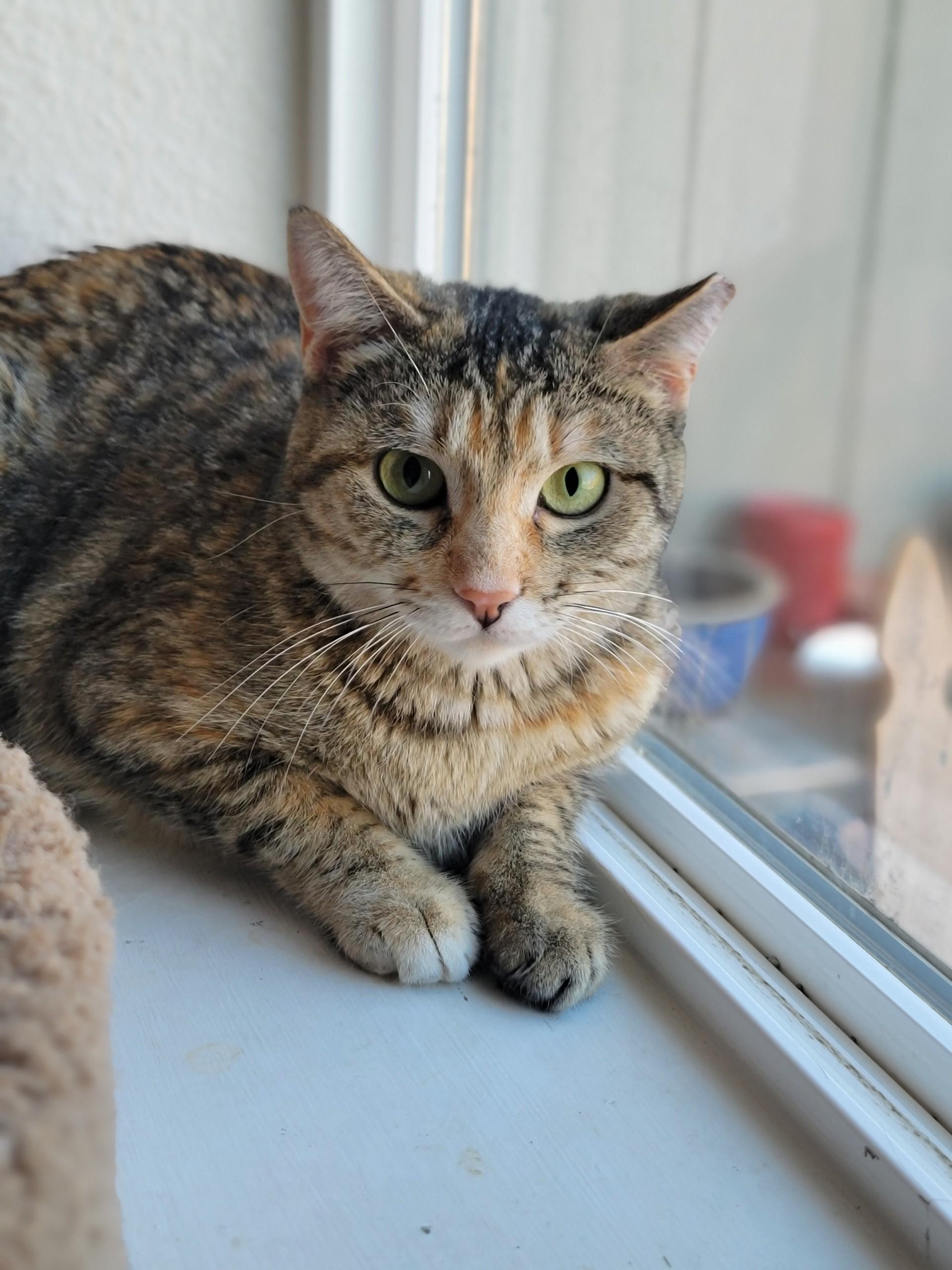 Enlarge Feona, a ADOPTABLE Domestic Short Hair in Washoe Valley, NV image 1/1