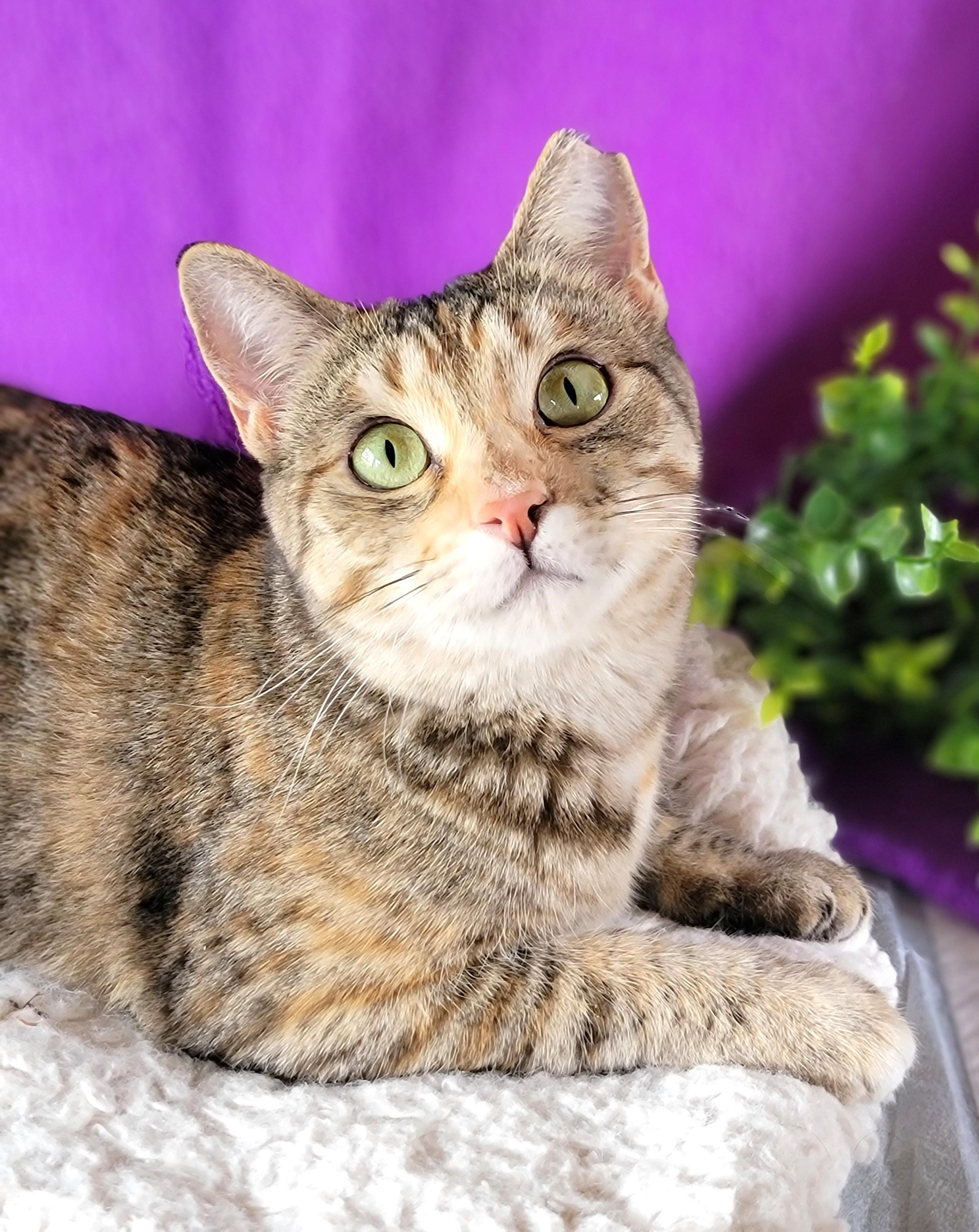 Feona, an adoptable Domestic Short Hair in Washoe Valley, NV image 1/3