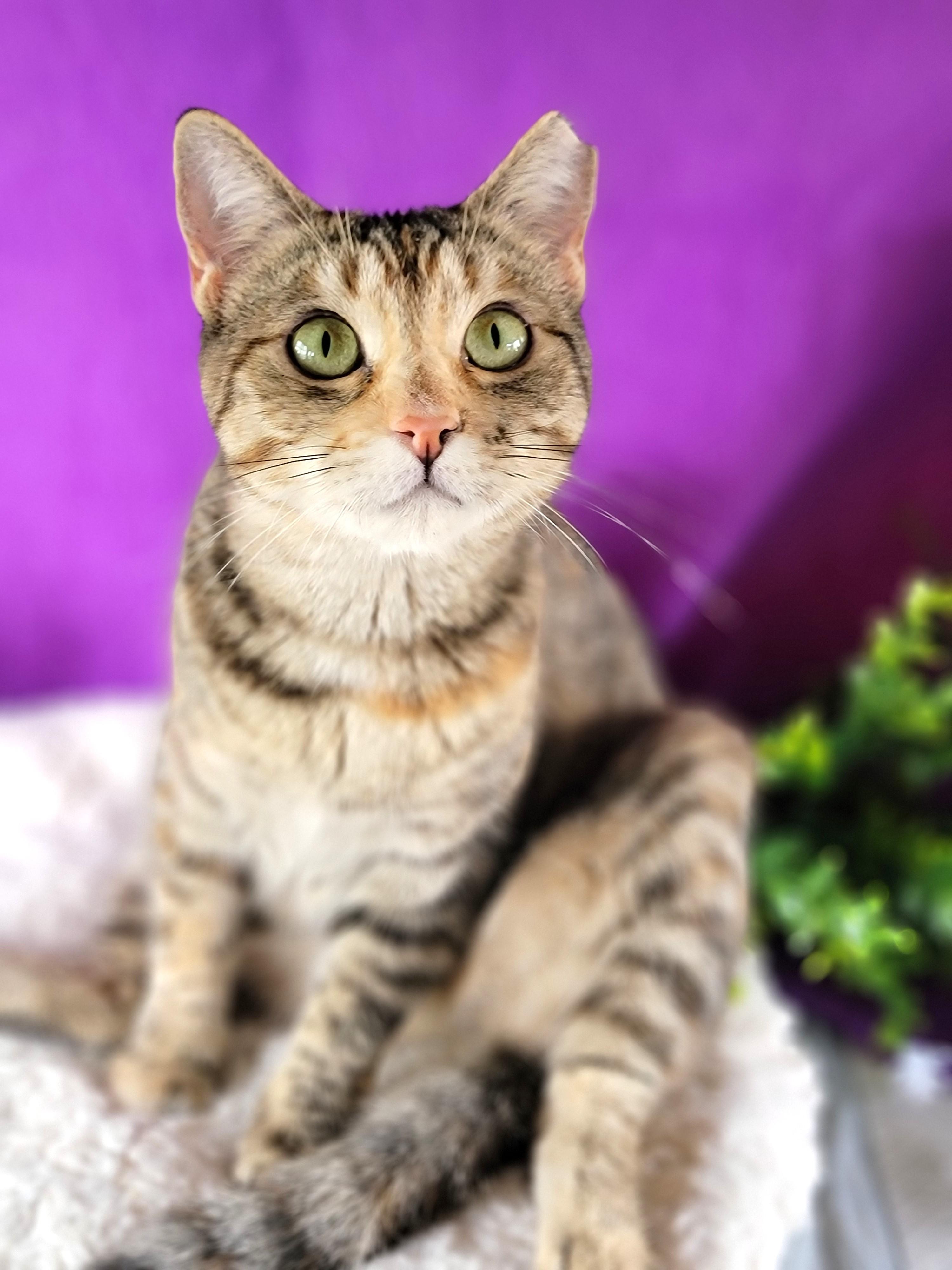 Feona, an adoptable Domestic Short Hair in Washoe Valley, NV image 3/3